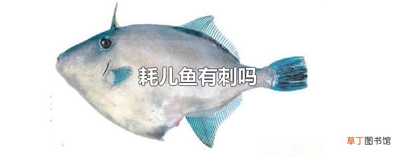 耗儿鱼有刺吗