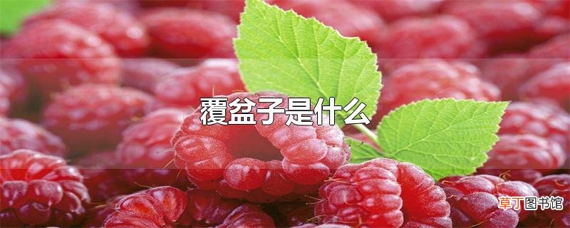 覆盆子是什么