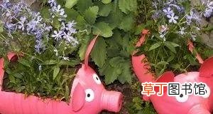 塑料瓶变废为宝的方法 废旧塑料瓶的100种妙用