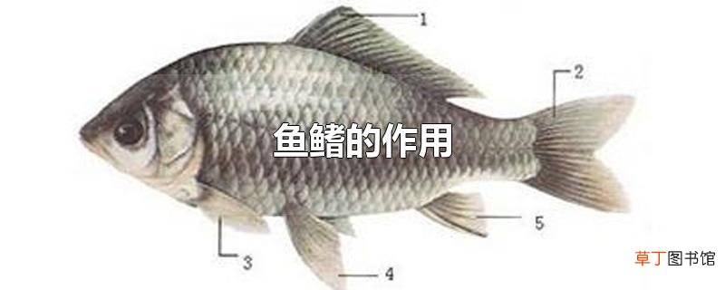 鱼鳍的作用