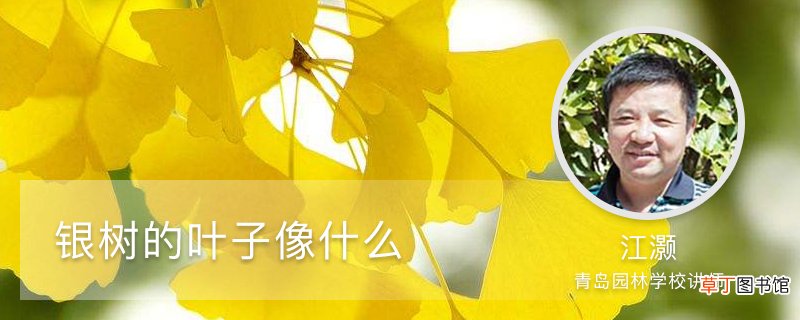 银树的叶子像什么