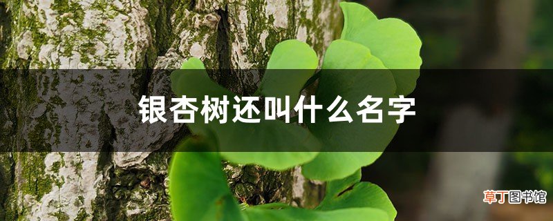 银杏树还叫什么名字