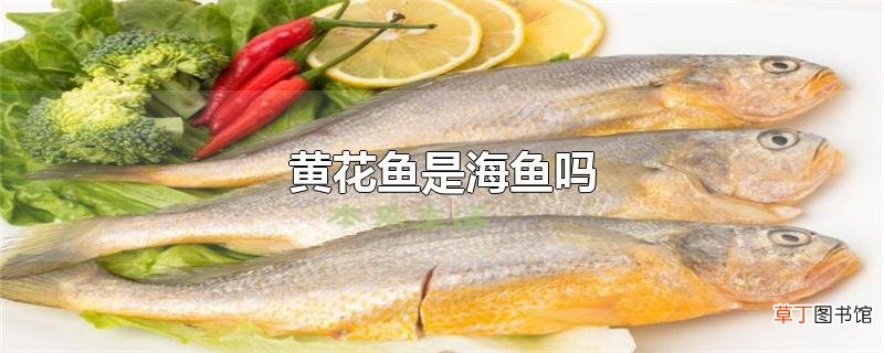 黄花鱼是海鱼吗