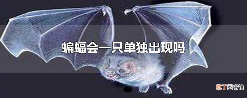 蝙蝠会一只单独出现吗