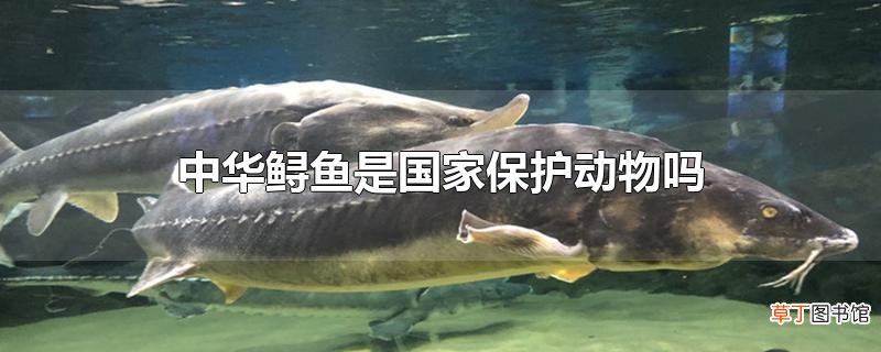 中华鲟鱼是国家保护动物吗