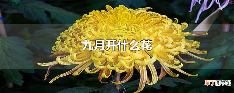 九月开什么花