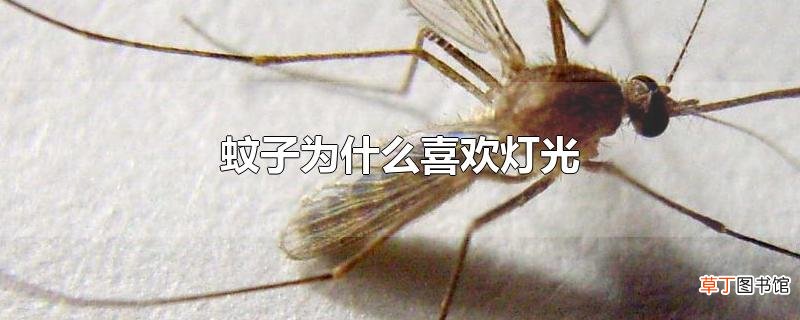 蚊子为什么喜欢灯光