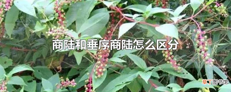 商陆和垂序商陆怎么区分