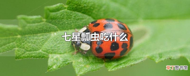 七星瓢虫吃什么