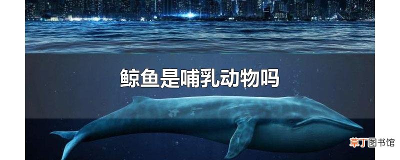 鲸鱼是哺乳动物吗