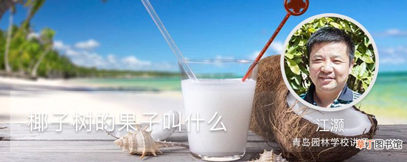 椰子树的果子叫什么