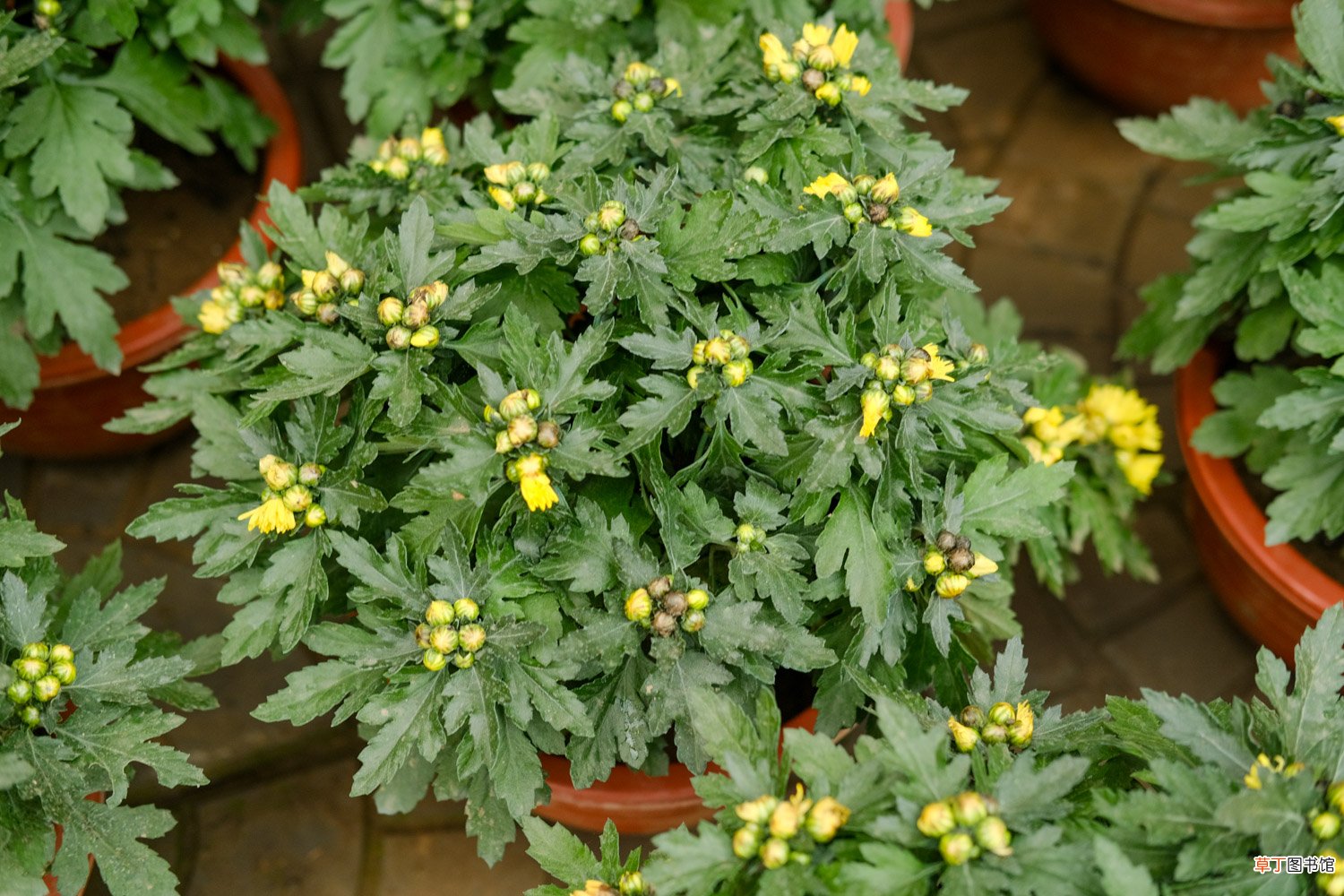 小绿菊花语