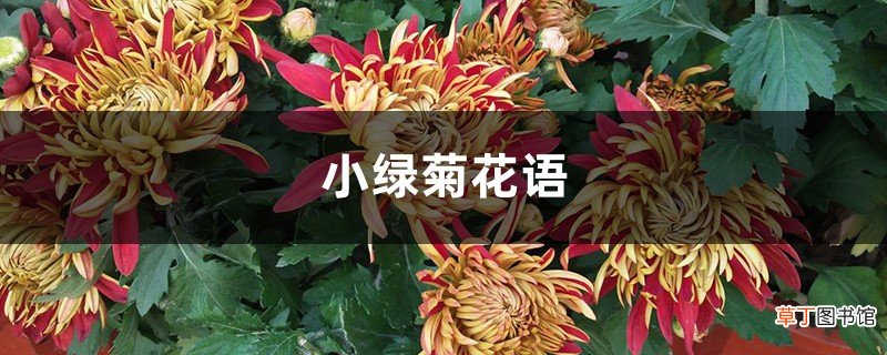 小绿菊花语