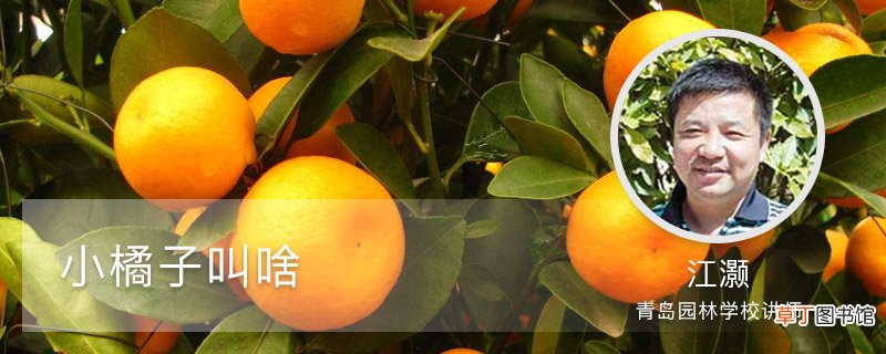 小橘子叫啥