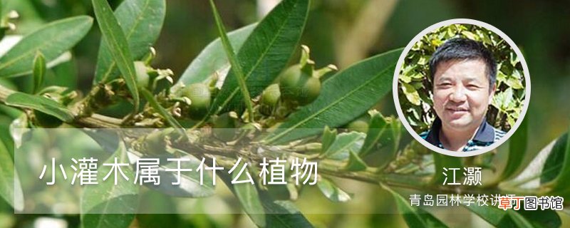 小灌木属于什么植物