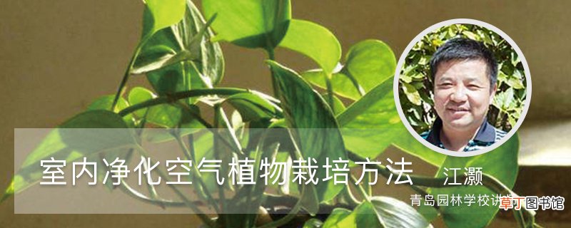 室内净化空气植株栽培方法