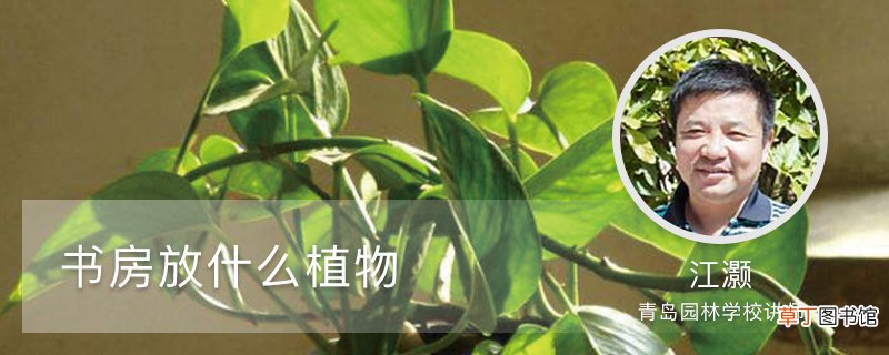 书房适合放什么植物