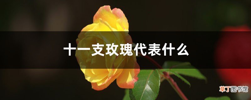 十一支玫瑰代表什么