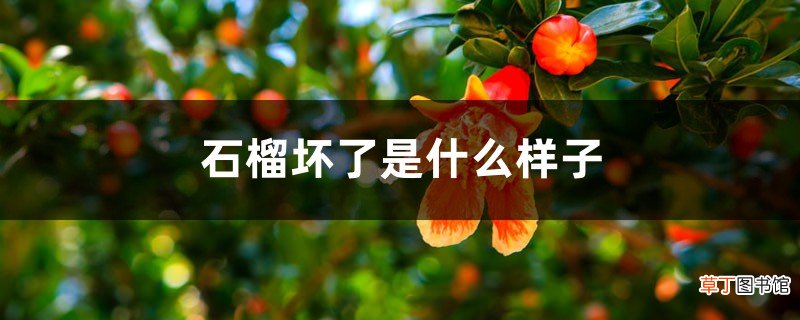 石榴坏了是什么样子