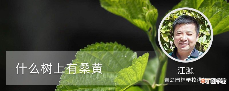 什么树上有桑黄