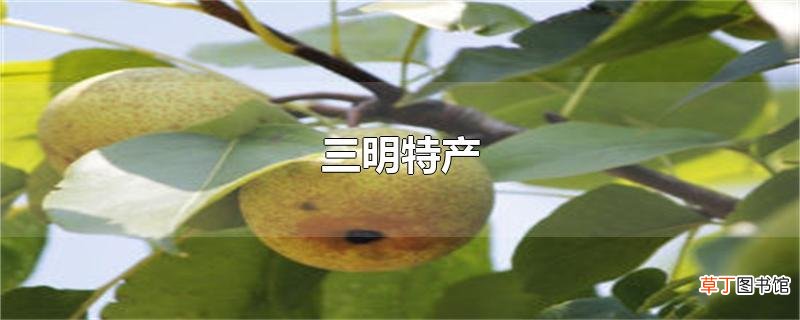 三明特产