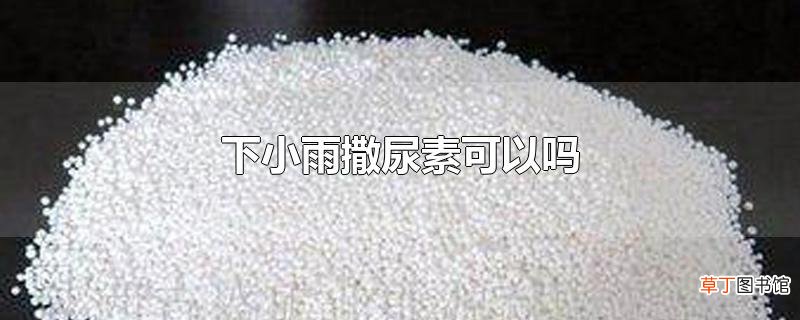 下小雨撒尿素可以吗