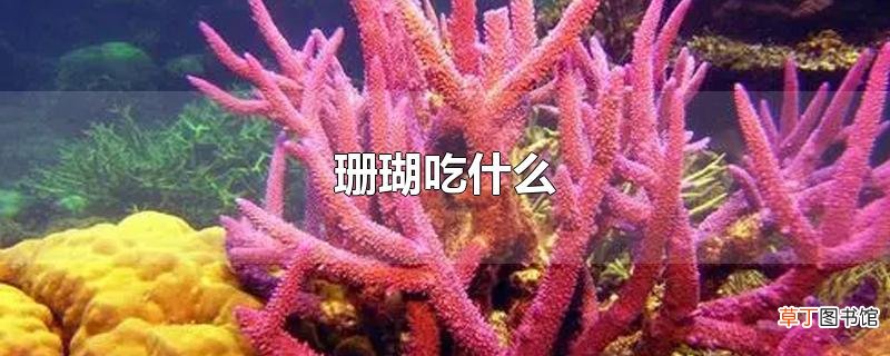 珊瑚吃什么