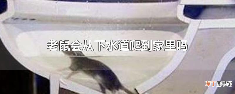 老鼠会从下水道爬到家里吗