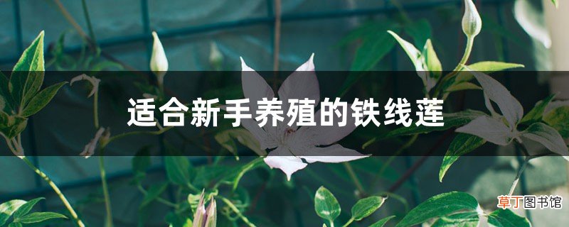 什么品种的铁线莲适合新手养殖