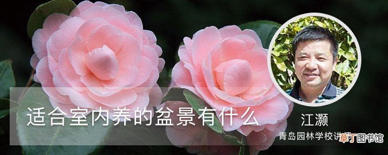适合室内养的盆景有什么