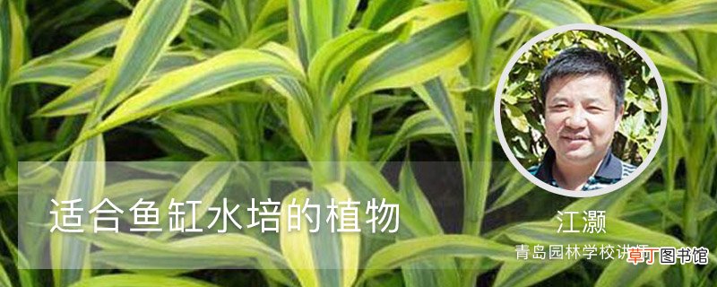 适合鱼缸水培的植物有什么