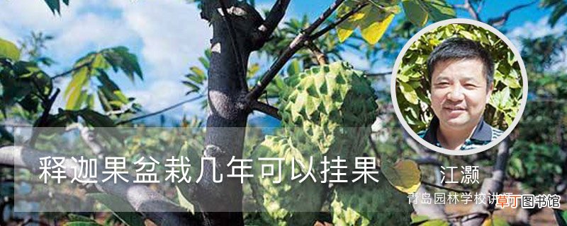 释迦果盆栽几年可以挂果