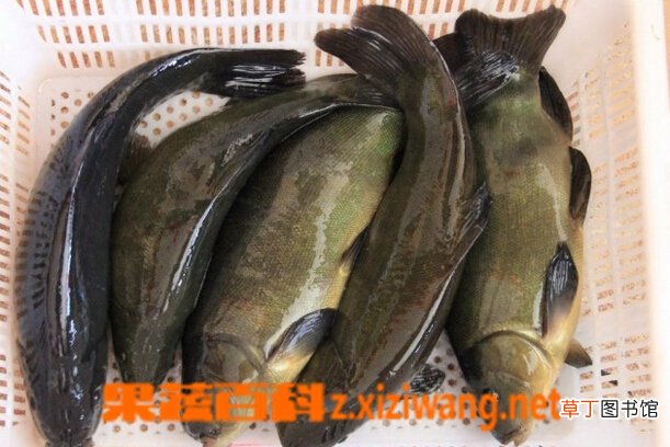 丁桂鱼的营养价值 吃丁桂鱼有什么好处