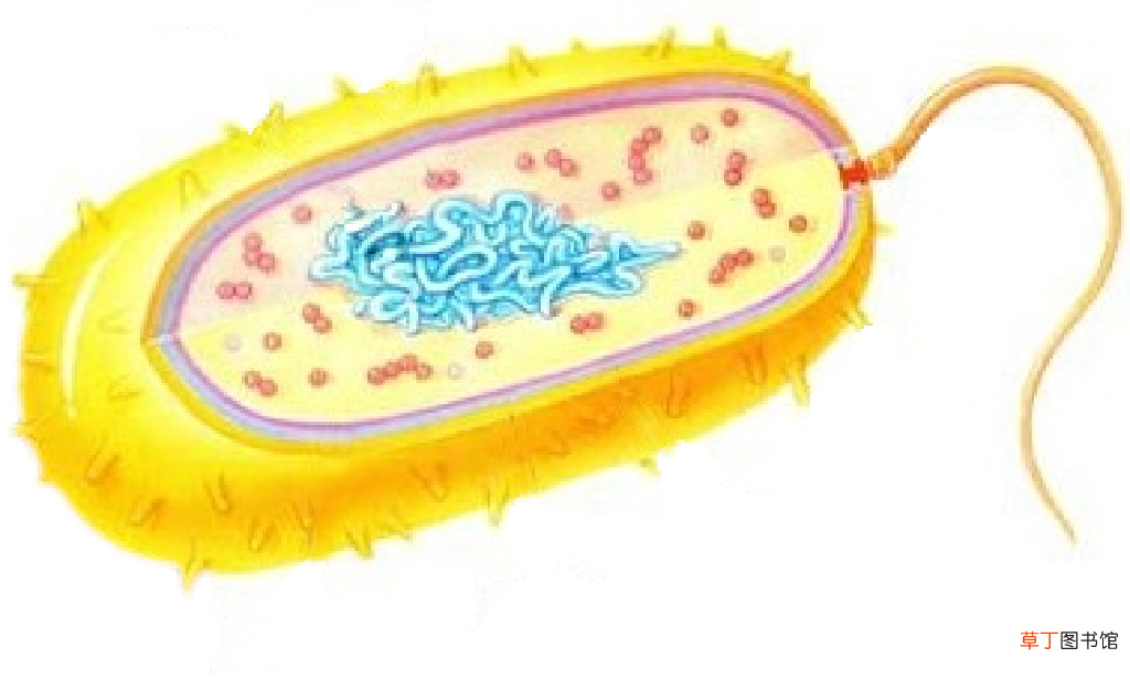 原核生物可以进行有氧呼吸吗