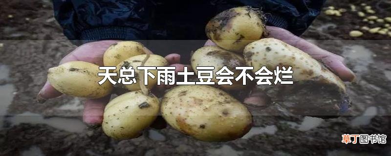 天总下雨土豆会不会烂
