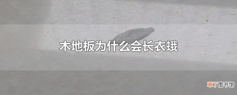 木地板为什么会长衣蛾