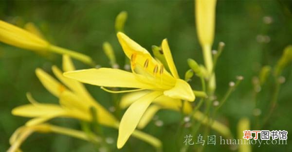 黄花菜为什么叫忘忧草 忘忧草实际上是什么菜