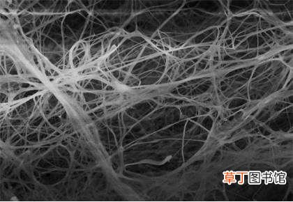 纤维素是高分子化合物吗