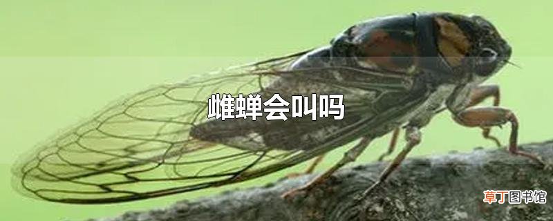 雌蝉会叫吗