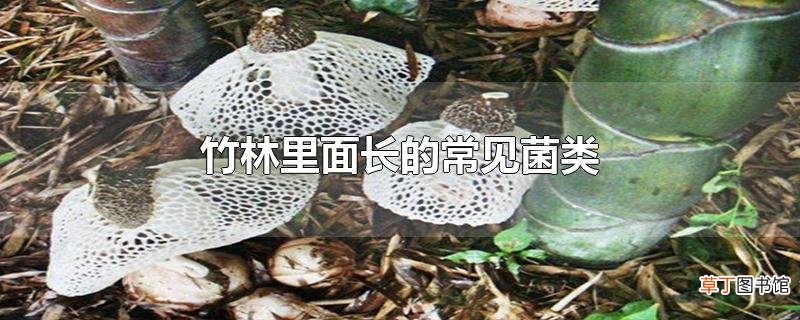 竹林里面长的常见菌类