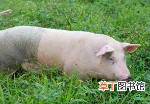 生猪价格今日猪价 生猪价格跌破一斤10元