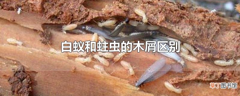 白蚁和蛀虫的木屑区别