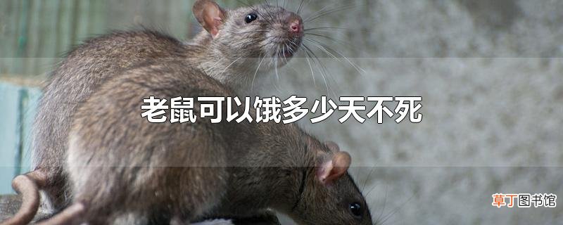 老鼠可以饿多少天不死