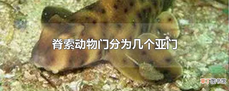 脊索动物门分为几个亚门