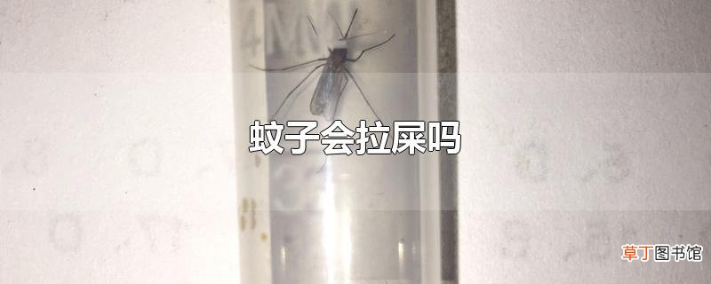 蚊子会拉屎吗