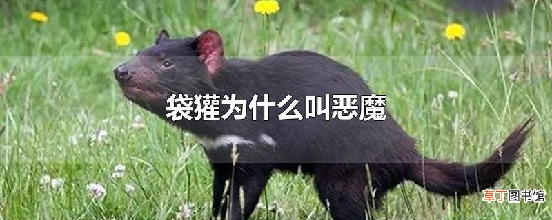 袋獾为什么叫恶魔