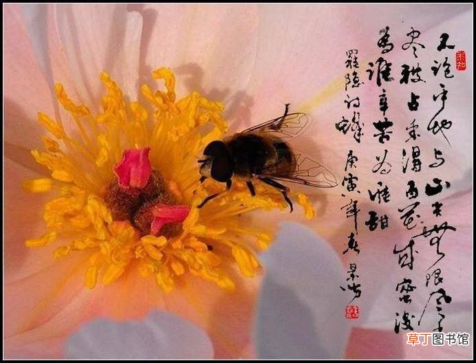 蜂糖罗隐古诗的诗意