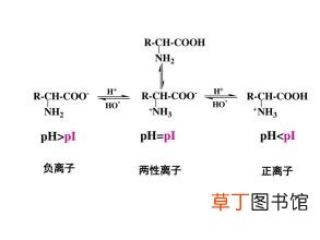蛋白质的等电点名词解释