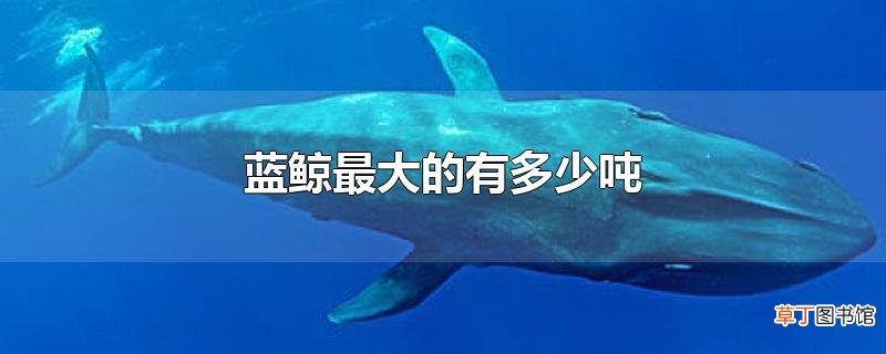 蓝鲸最大的有多少吨