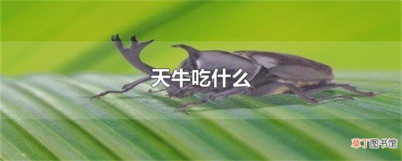 天牛吃什么